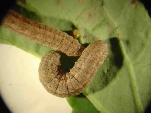 Dingy cutworms