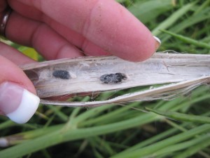 Sclerotinia infection of a canola stem with sclerotia inside the infected stem