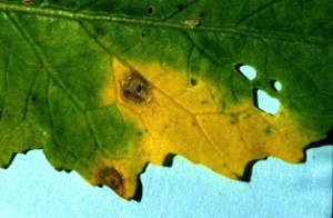 Alternaria lesion surrounded by chlorosis on a canola leaf.