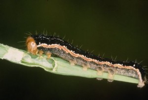 Bertha armyworm larva last instar & damage