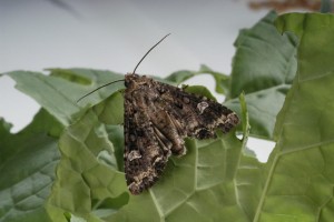 Bertha armyworm moth