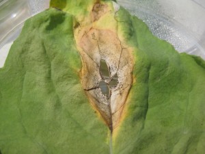 Blackleg lesion on a canola leaf
