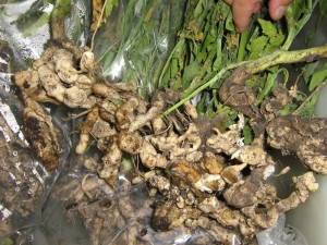 Clubroot galls on mustard roots