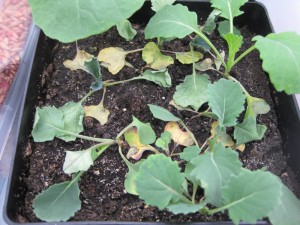 Damping off symptoms on canola