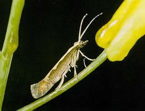 Diamondback moth adult