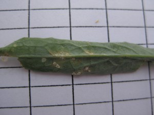 Downy mildew lesions on the underside of a canola leaf