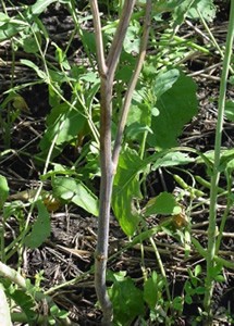 Fusarium wilt symptoms on a canola plant