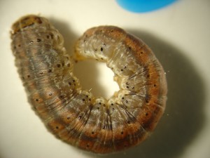 Redbacked cutworm