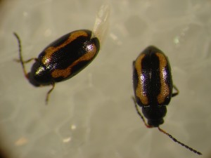 Striped flea beetle