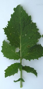 Brown or oriental mustard leaf
