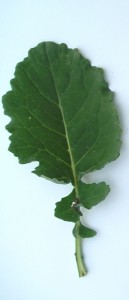 Canola leaf