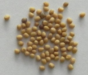 Oriental mustard seeds