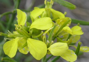 Yellow mustard flower