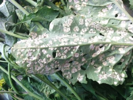 Powdery white pustules on the lower surface of a brown mustard leaf infected by Albugo candida (Photo by Lawrence Barany)