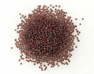 Brown Mustard, used in Dijon style mustards (Brassica juncea)