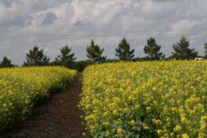 Another mustard field crop in bloom
