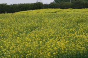 Mustard field crop in bloom