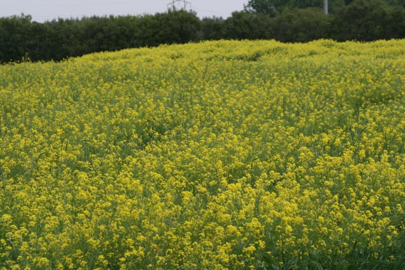 Prepared Mustard... Straight from the Field SaskMustard